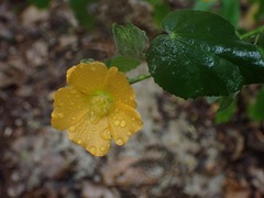 Abutilon permolle