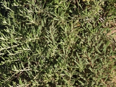Salicornia perennis
