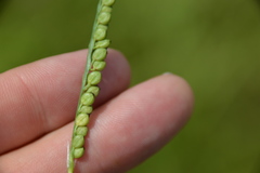 Paspalum floridanum