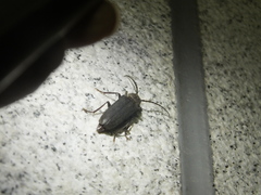 Arhopalus rusticus