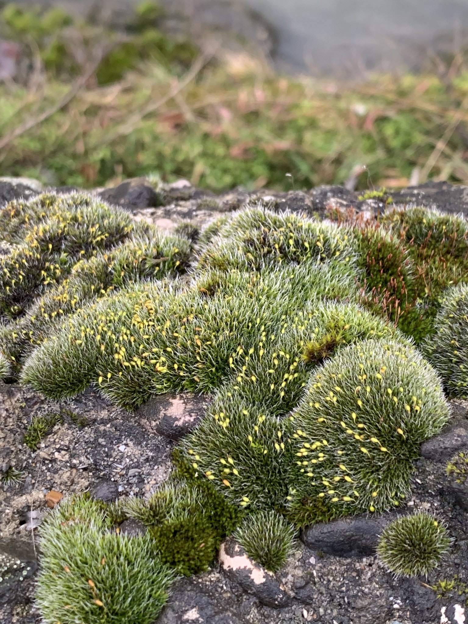 Grimmia pulvinata