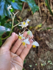 Begonia convolvulacea
