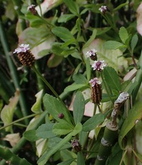 Phyla nodiflora