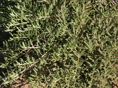 Salicornia perennis