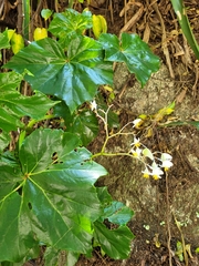 Begonia convolvulacea