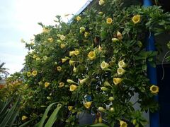 Solandra grandiflora