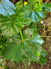 Begonia convolvulacea