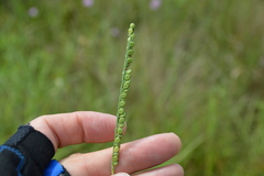 Paspalum floridanum