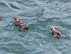 Tachyeres patachonicus