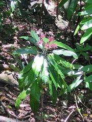 Pavonia multiflora