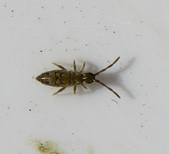 Entomobrya nivalis