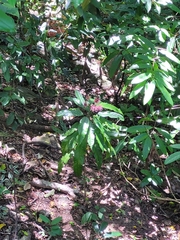 Pavonia multiflora