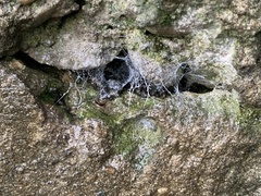 Segestria florentina