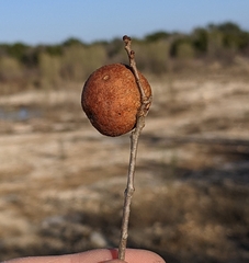 Disholcaspis pruniformis