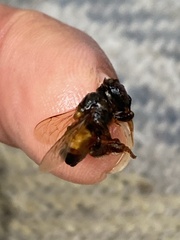 Apis mellifera