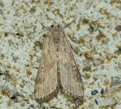 Parapoynx stratiotata