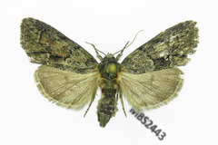 Cryphia fraudatricula