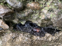 Segestria florentina