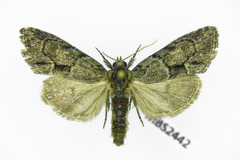 Cryphia fraudatricula