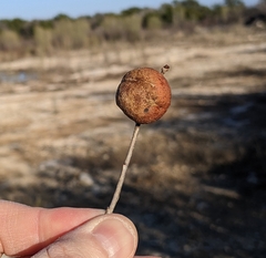 Disholcaspis pruniformis