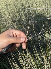 Ephedra californica