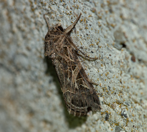 Spodoptera littoralis