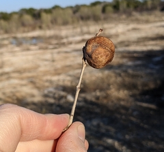 Disholcaspis pruniformis