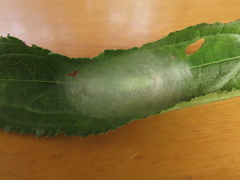 Ctenoplusia oxygramma