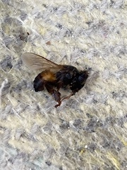 Apis mellifera