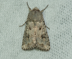 Anarta sodae