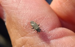 Nysius raphanus