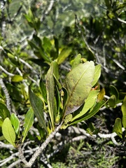 Alberta magna