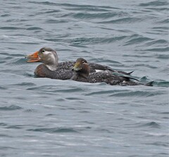 Tachyeres patachonicus