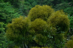 Viscum articulatum