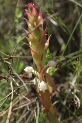 Satyrium acuminatum