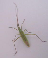 Megaloceroea recticornis