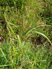 Cyperus nutans