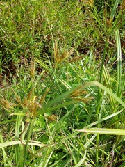 Cyperus nutans
