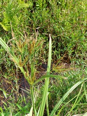Cyperus nutans