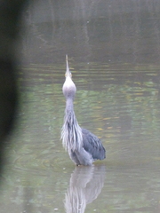 Ardea sumatrana