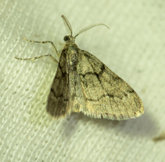 Tephronia sepiaria