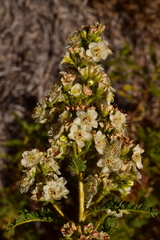 Chamaebatiaria millefolium