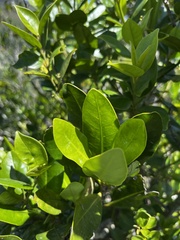 Alberta magna