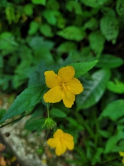 Malvaceae