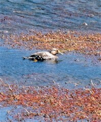 Tachyeres patachonicus