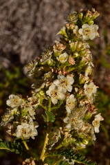 Chamaebatiaria millefolium