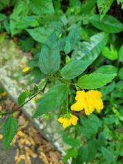 Malvaceae