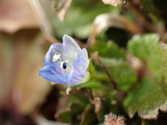 Veronica persica