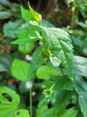 Malvaceae