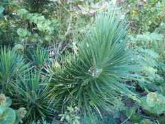 Yucca aloifolia
